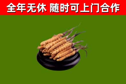 库尔勒市烟酒回收冬虫夏草.jpg